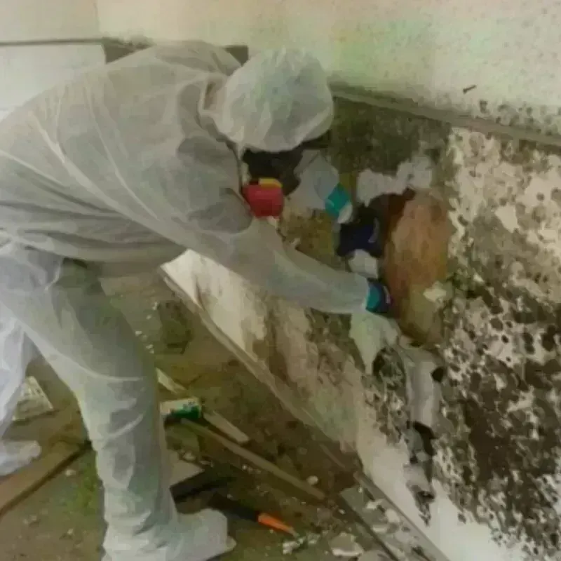 Mold Remediation and Removal in Monterey Park, NM